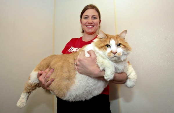 30 of the Fattest Cats on the Internet