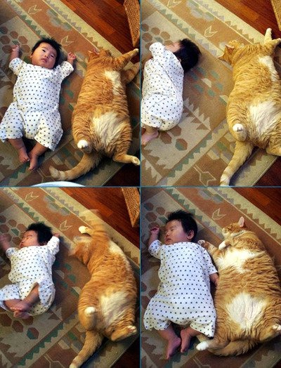 30 of the Fattest Cats on the Internet