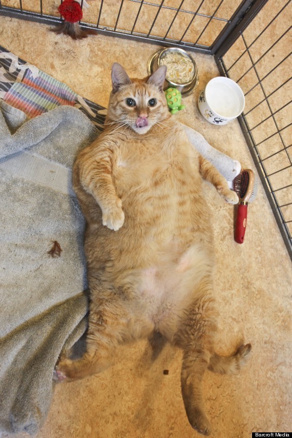 30 of the Fattest Cats on the Internet