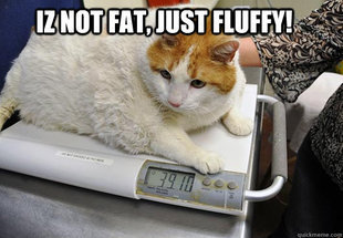 30 of the Fattest Cats on the Internet