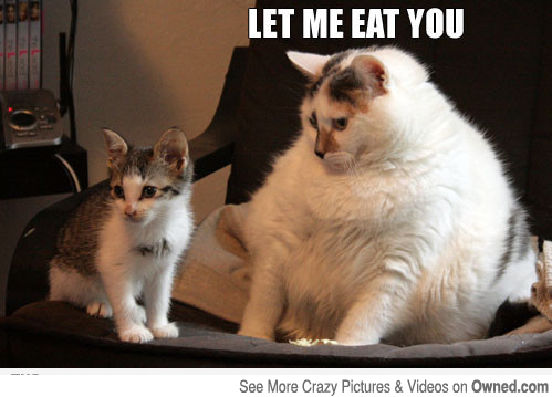 30 of the Fattest Cats on the Internet