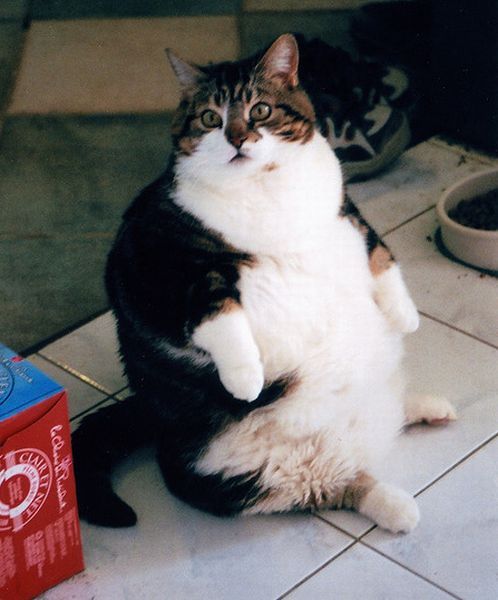 30 of the Fattest Cats on the Internet