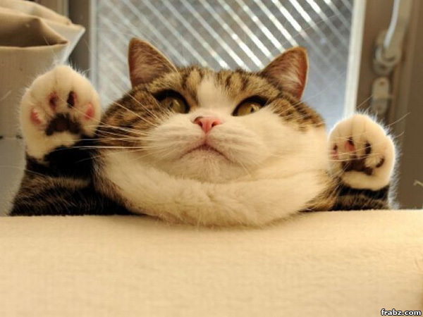 30 of the Fattest Cats on the Internet
