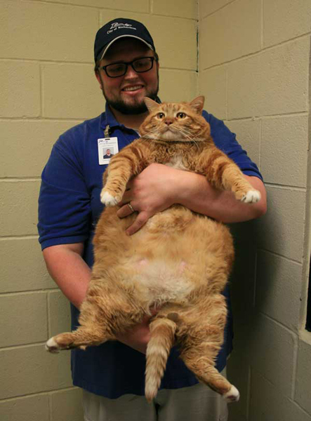 30 of the Fattest Cats on the Internet