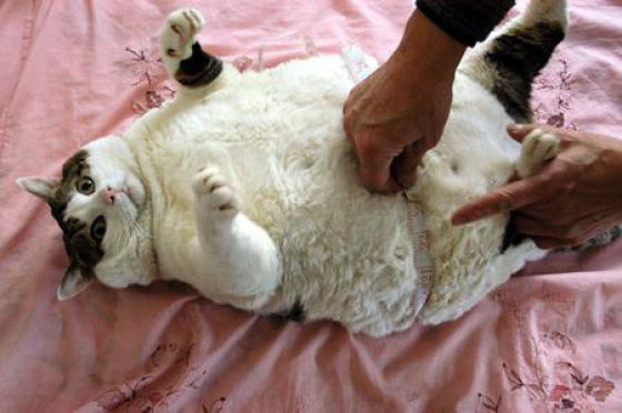 30 of the Fattest Cats on the Internet