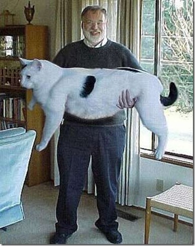 30 of the Fattest Cats on the Internet