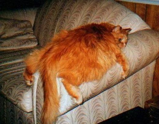 30 of the Fattest Cats on the Internet