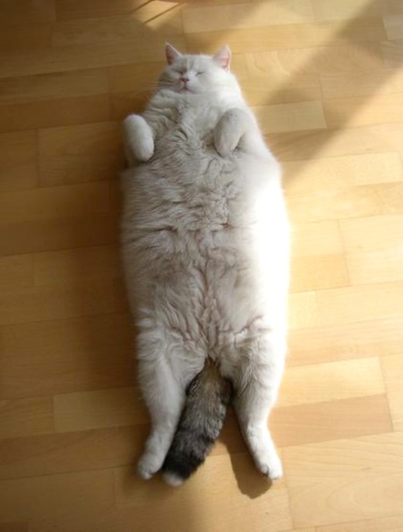 30 of the Fattest Cats on the Internet