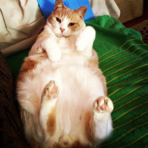 30 of the Fattest Cats on the Internet