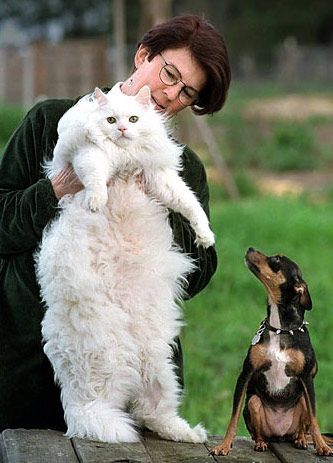 30 of the Fattest Cats on the Internet