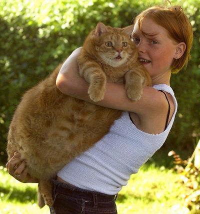 30 of the Fattest Cats on the Internet