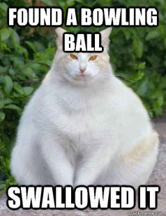 30 of the Fattest Cats on the Internet