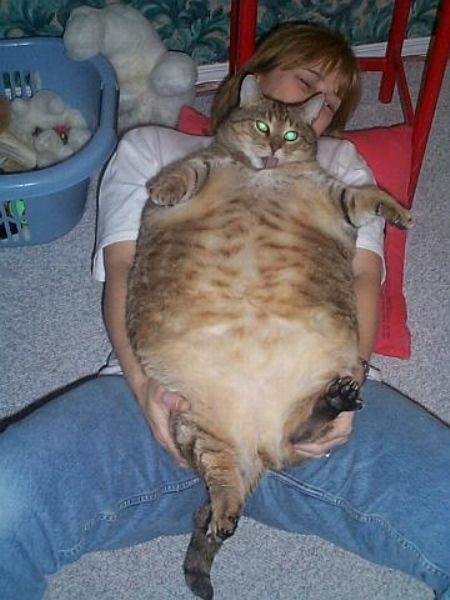 30 of the Fattest Cats on the Internet