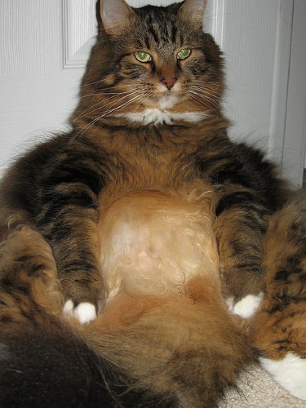 30 of the Fattest Cats on the Internet