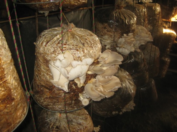 Mushroom Farming - Some prisons in India and Nepal use mushroom farming to teach prisoners a trade they can use when they leave the system.