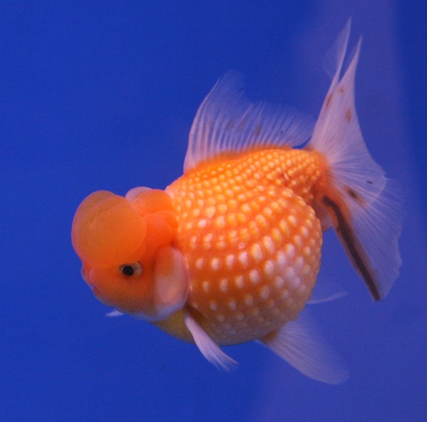 A goldfish has a memory span of approximately 3 seconds. Hi! Hello! Hey! Hi! Hello! Hey! repeat