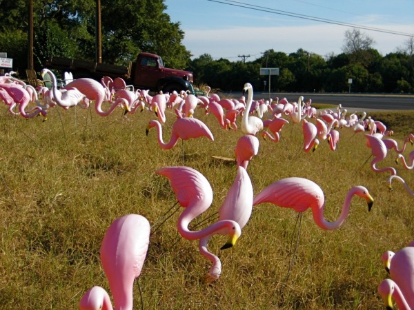 In the United States, there are actually more plastic flamingos than real ones. We wonder then why there isn't a plastic flamingo zoo!?