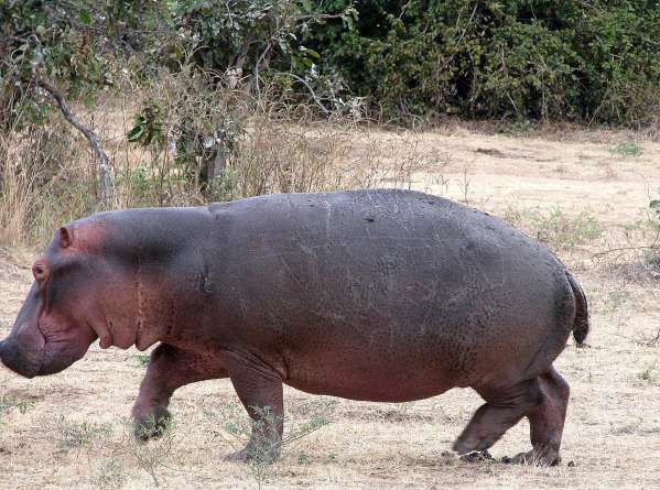 Though weighing between a humongous 1 and 3 tonnes, a hippopotamus can actually run faster than a human! So yeah... don't challenge one to a race!