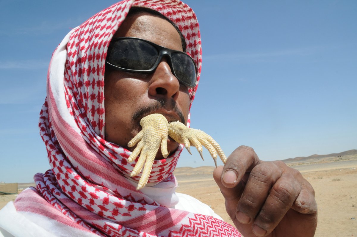 A Saudi Arabian man crunches on the hands of an Uromastyx lizard