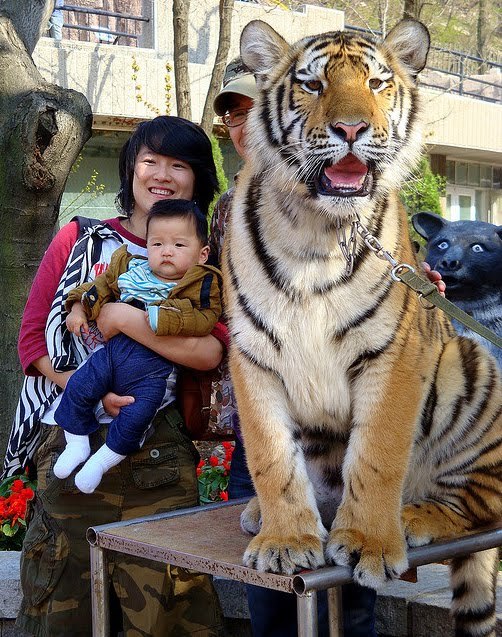 Baby and Tiger