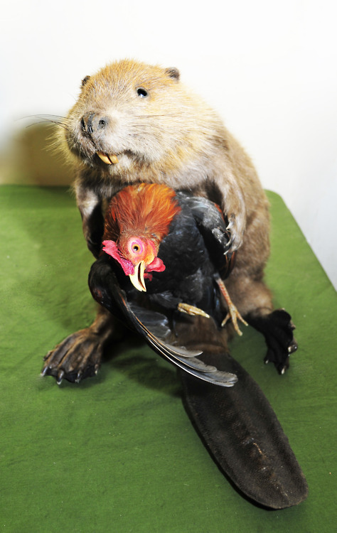 Creepiest Taxidermy Ever