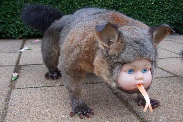 Creepiest Taxidermy Ever