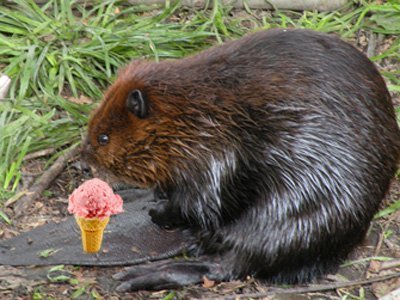 Beaver Anal Gland Juice - This bitter, smelly, orange-brown substance known as castoreum, is used extensively in processed food and beverages, typically as vanilla or raspberry flavoring. In nature, it's combined with a beaver's urine and used to mark its territory. And yeah, the label will list the ingredient as "natural flavoring."