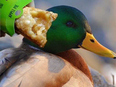 Human Hair AND Duck Feathers - L-Cysteine is an amino acid used in dough conditioners, softening mass-produced breads. It's made from human hair or duck feathers. 80of L-cysteine is made of human hair, McDonald's uses the duck feather variety in its Baked Hot Apple Pie and Warm Cinnamon Roll.