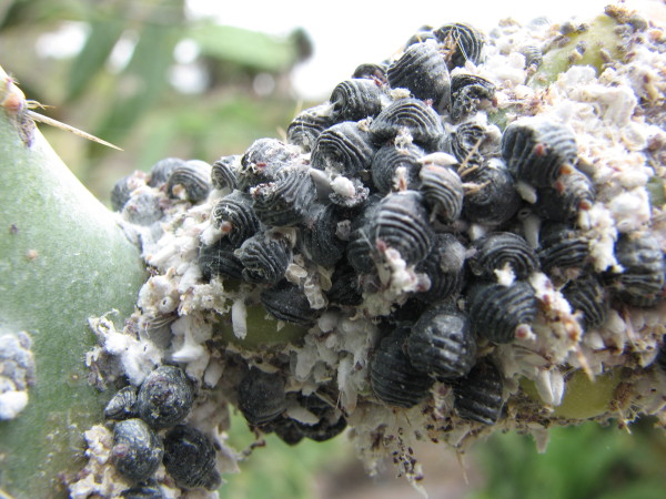 Beetles - Carmine, a bright red food colorant, is actually the crushed abdomen of the female Dactylopius coccus, an African beetle-like insect. Look for it in red candies, red-tinted yogurts and juicesit's often listed as carmine, crimson lake, cochineal, or natural red 4 on ingredient labels.