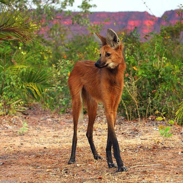 south american maned wolf
