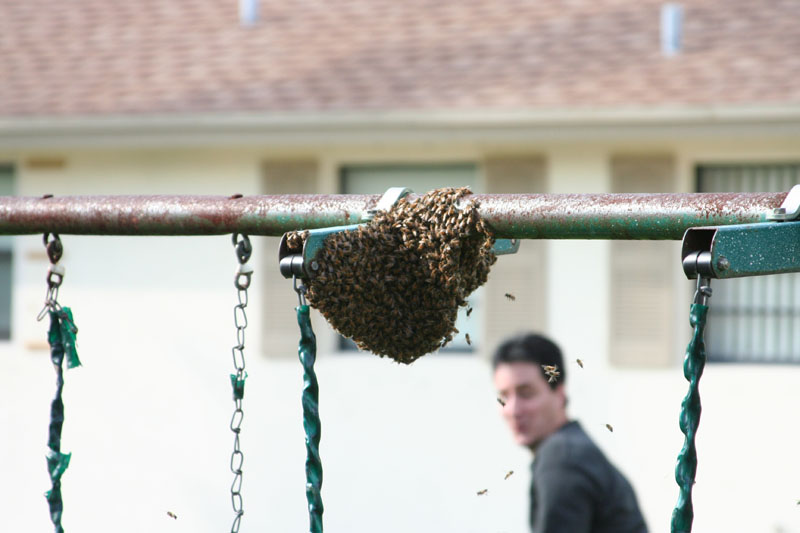 You Won't Believe How This Man Exterminated His Bee Nest!
