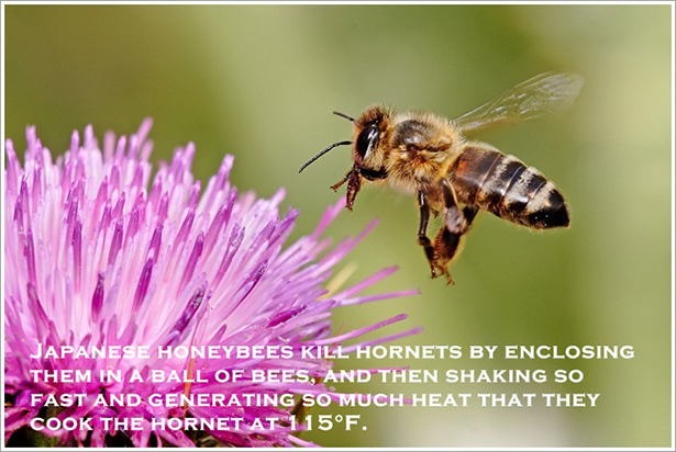 Japanese Honeybees Kill Hornets By Enclosing Them In A Ball Of Bees, And Then Shaking So Fast And Generating So Much Heat That They Cook The Hornet At 115F.
