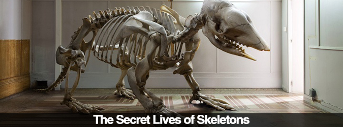 The Secret Lives of Skeletons