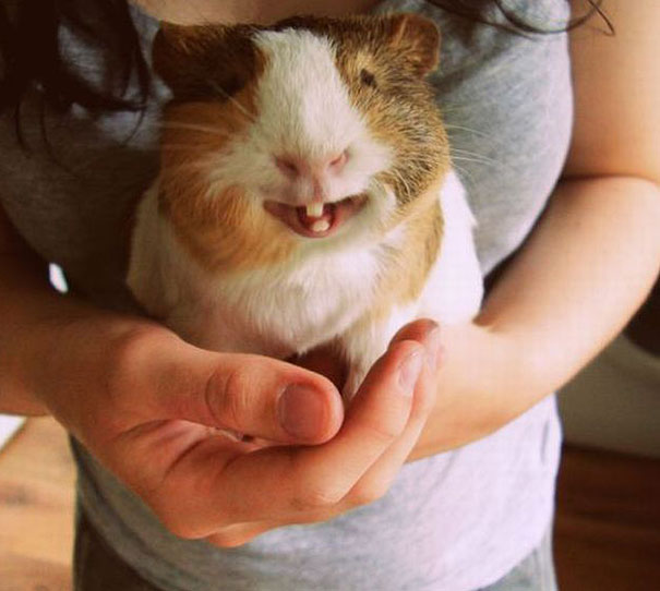 30 Smiling Animals Will Make You As Happy As They Are