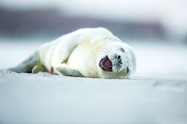 30 Smiling Animals Will Make You As Happy As They Are