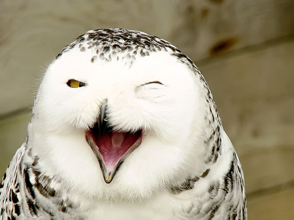 30 Smiling Animals Will Make You As Happy As They Are