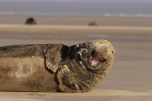 30 Smiling Animals Will Make You As Happy As They Are