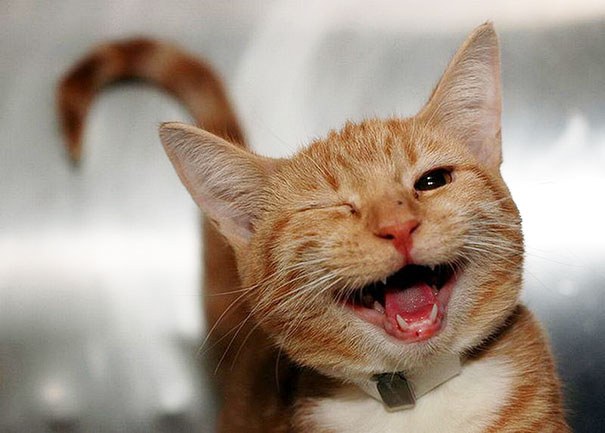 30 Smiling Animals Will Make You As Happy As They Are