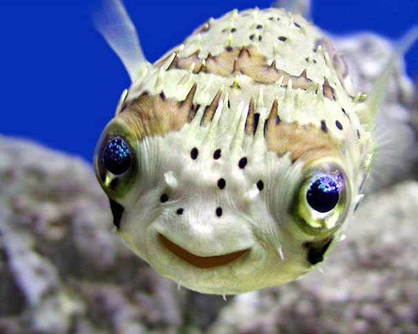 30 Smiling Animals Will Make You As Happy As They Are