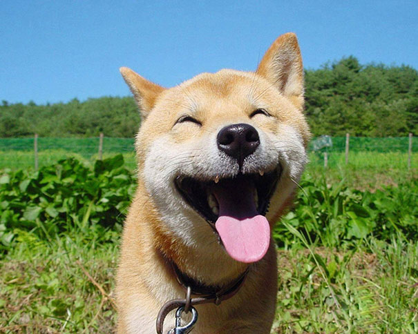 30 Smiling Animals Will Make You As Happy As They Are