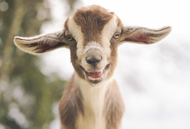 30 Smiling Animals Will Make You As Happy As They Are