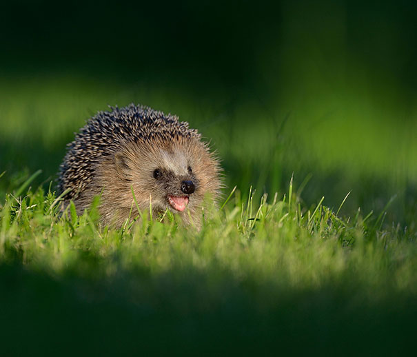 30 Smiling Animals Will Make You As Happy As They Are