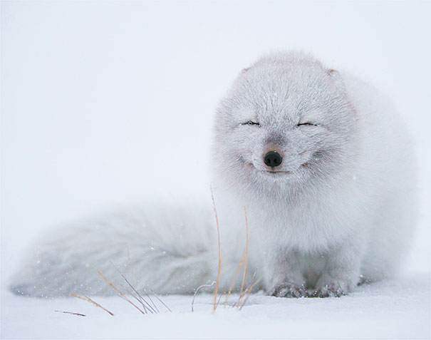 30 Smiling Animals Will Make You As Happy As They Are