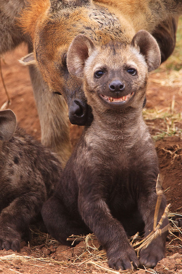 30 Smiling Animals Will Make You As Happy As They Are