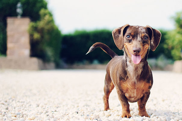 30 Smiling Animals Will Make You As Happy As They Are