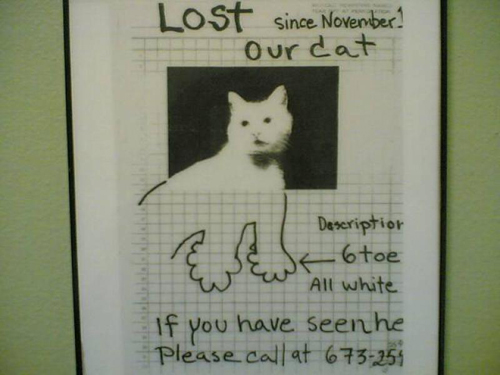 20 Hilarious Lost Pet Flyers Gallery