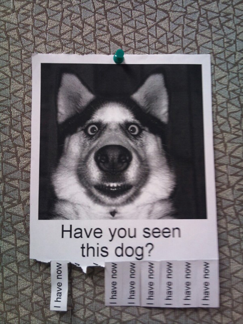 20 Hilarious Lost Pet Flyers Gallery