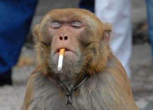 20 Monkeys That Think They're People