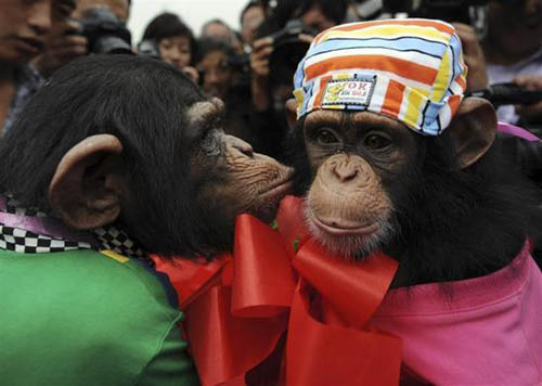 20 Monkeys That Think They're People
