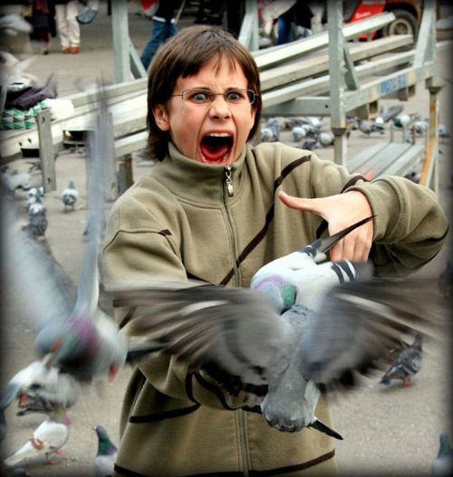 people scared by birds